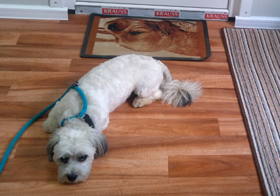 Hundesalon Horb